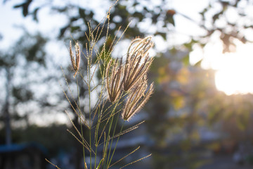 grass field with blurry background in the evening.