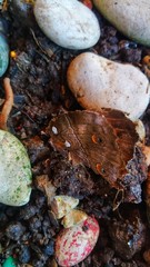 stones and leaves
