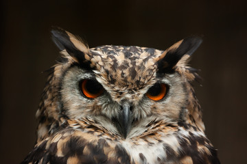 Calm and wise owl with ember eyes