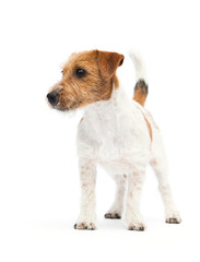 Jack Russell Terrier puppy stands on a white background