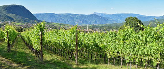 Weinberge Südtirol - Blick auf Kaltern und Schlern