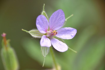 Fototapeta premium Stork's beak plant flower (Erodium ciconium).