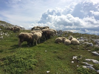 sheep on the mountain