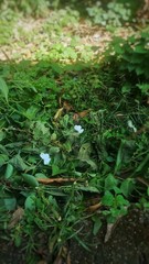 green moss on the stone