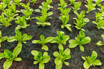 Rows of fresh organic rocket salad lettuce salad plant in Growing Organic vegetable farms.-selective focus