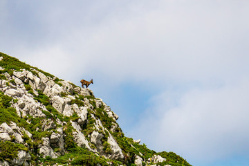 Silhouette d'un chamois sur une crête en montagne