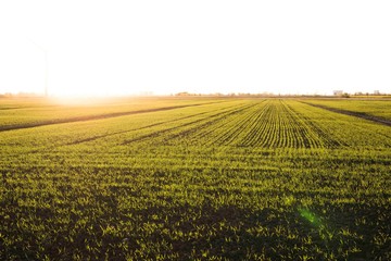 roggenfeld in tiefer sonne