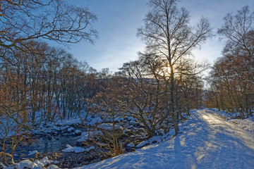 The Golden Light of a low Sun coming through the bare branches of the Birch Trees next to a track heading to Loch Lee in the Angus Glens.