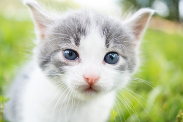Fototapeta premium kitten on the grass