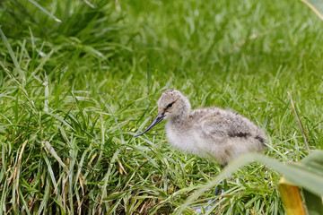 avocet chick