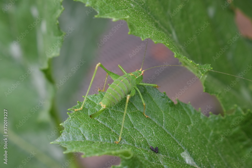 Poster grasshüpfer auf zucchiniblatt