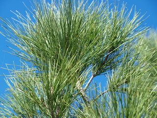 The top of a pine tree near Love Field. Pine trees in North Texas are fairly  rare. The Piney Woods region of East Texas is saturated with them.