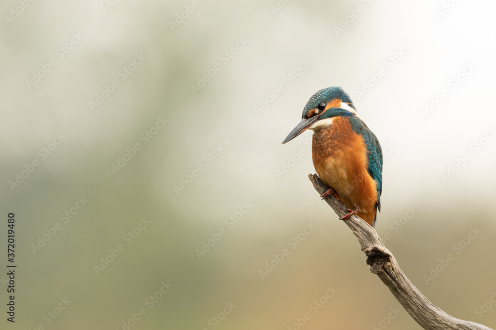 Wall mural common kingfisher perched on a branch with light background.