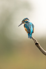 Male Common Kingfisher perched on a branch looking down with light coloured background. 