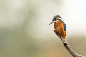 Common Kingfisher perched on a branch with light background.  