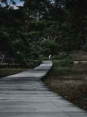 Bohlenweg im Naturschutzgebiet