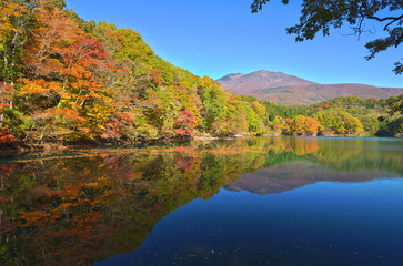 Fototapeta na wymiar 鏡面に鮮やかな紅葉と蔵王を映し出す長老湖の絶景