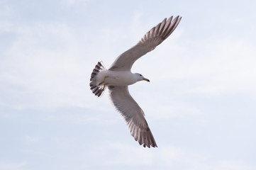 beautiful flying feather seagull