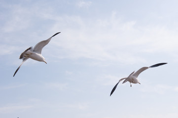 Fototapeta premium beautiful flying feather seagull