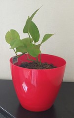 plant in a pot