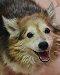 Happy mixed breed senior dog