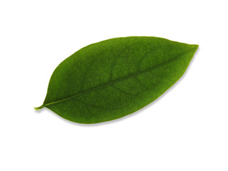 Fototapeta na wymiar Green leaves,Star gooseberry leaf ( Phyllanthus acidus (L.)) isolated white background.