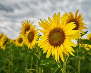 Fototapeta premium Summer on the sunflowers field. Agriculture and rural background