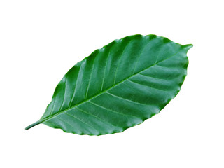 Obraz premium Green coffee leaves, Arabica coffee leaf (front side leaf) isolated on white background.
