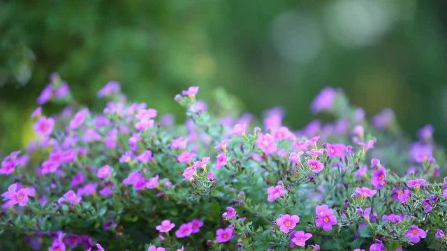 footage of flower tree background 