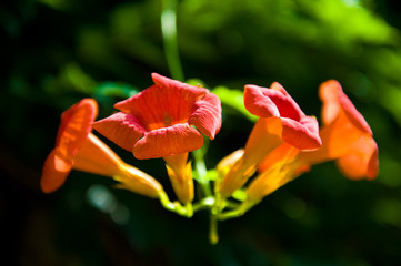 Beautiful trumpet creeper flower.