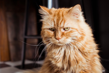 Portrait d'un magnifique chat angora roux