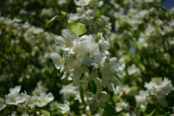 white Apple blossom in spring