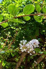 白いサルスベリの花(百日紅)