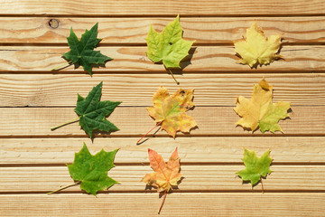  top view color autumn leaves    on wooden background with copy space in minimal style, template for lettering