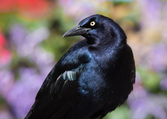 A Great-tailed Grackle poses in front of some garden flowers in Brackenridge Park, San Antonio, Texas.