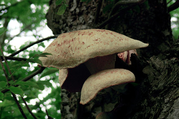 Mushrooms in the forest
