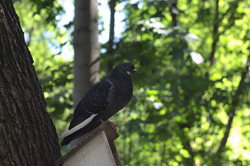 a pigeon sits on the roof of a feeder in the Park