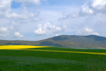 Blooming canola field.  field in Spring. Bright yellow rapeseed . Flowering rapeseed.  blue sky and clouds	
