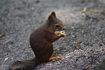 red squirrel eats nuts in the park