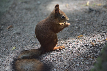 red squirrel eats nuts in the park