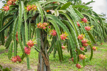 Fototapeta premium Dragon fruit, hylocereus, Dragon fruit from Thailand country
