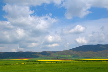 Blooming canola field.  field in Spring. Bright yellow rapeseed . Flowering rapeseed.  blue sky and clouds	