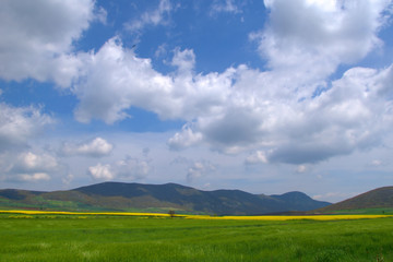 Blooming canola field.  field in Spring. Bright yellow rapeseed . Flowering rapeseed.  blue sky and clouds	