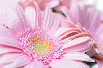 Still life of flowers on white background