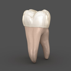 Dental anatomy - First maxillary molar tooth. Medically accurate dental 3D illustration