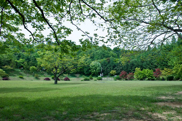 The beautiful landscape tree and forest.