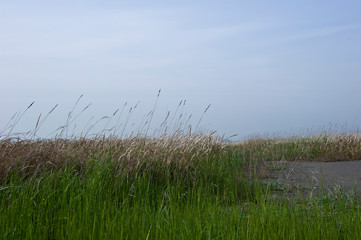 Scenery view Imperata cylindrica flower field.