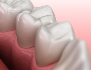 Healthy human gum and teeth anatomy. Medically accurate tooth 3D illustration