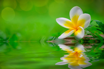 A flower of White Plumeria on glass, Leelawadee flower and its reflection on water, beautiful background and copy space for greeting card