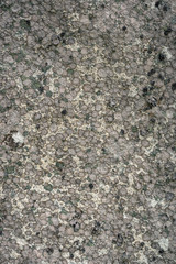 Granitic rock covered with lichen colony
